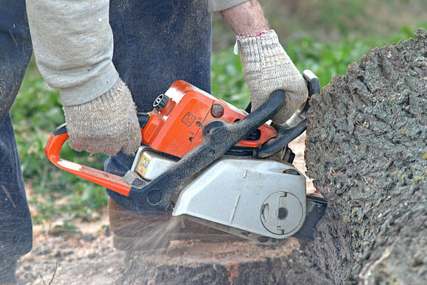 Best Arborist Consultation Services  in Nettleton, MS